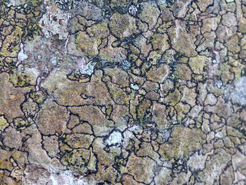 Enterographa crassa