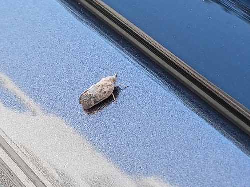Citrus Flatid Planthopper