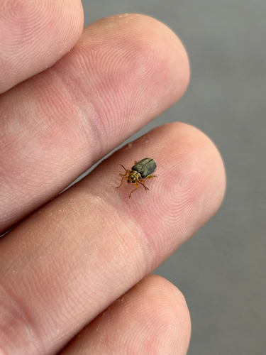 Elm Leaf Beetle