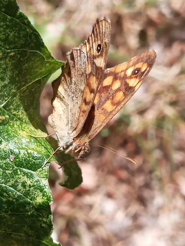 Speckled Wood