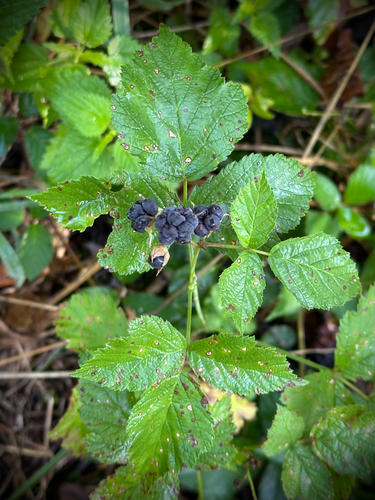 European dewberry