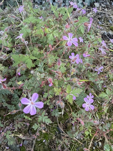 Herb Robert