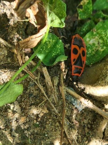 European Firebug
