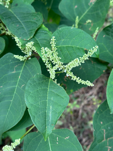 Japanese knotweed