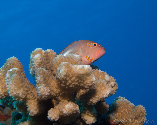 Arc-eye Hawkfish