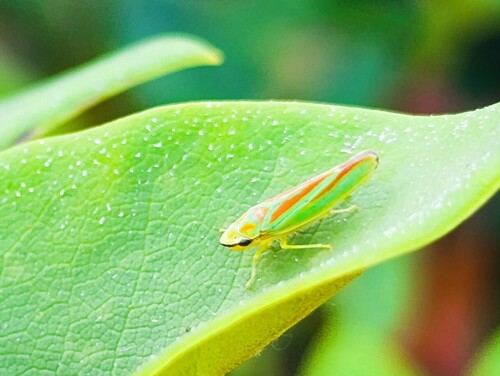 Rhododendron Leafhopper