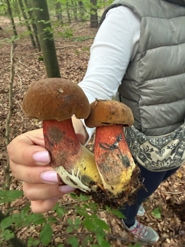 Dotted Stem Bolete