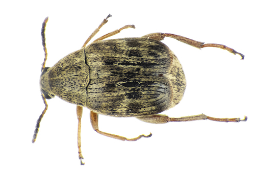 Representative image of Acanthoscelides