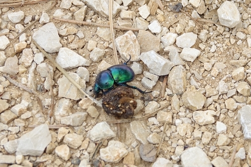 Springtime Dung Beetle