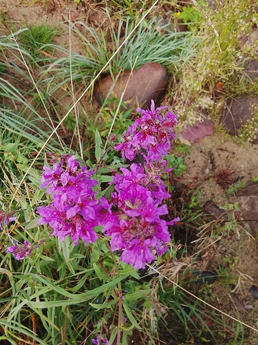 purple loosestrife