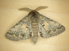 Gluphisia severa