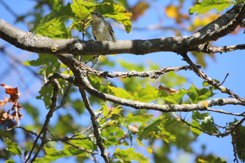 Yellow-rumped Warbler