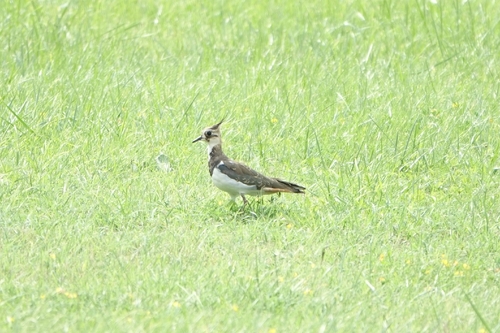 Northern Lapwing