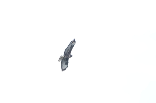 Common Buzzard