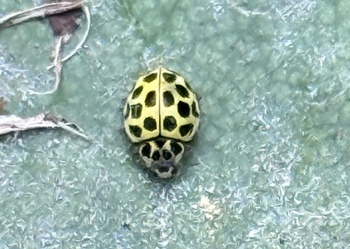 22-spot Ladybird