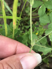 Trifolium bifidum
