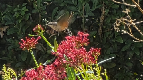 Eurasian Hummingbird Hawkmoth