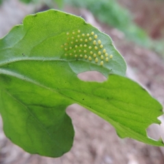 Ascia monuste orseis