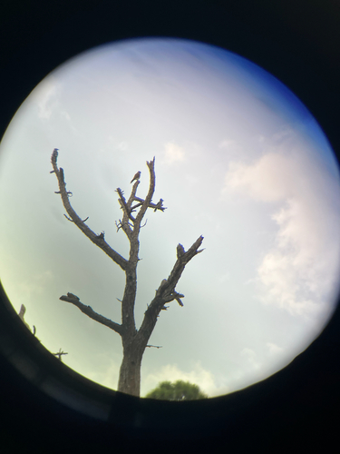 American Kestrel