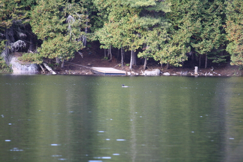 Common Loon