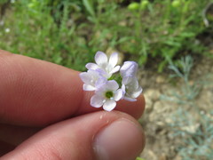 Gilia capitata abrotanifolia