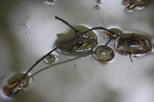 Green Frog