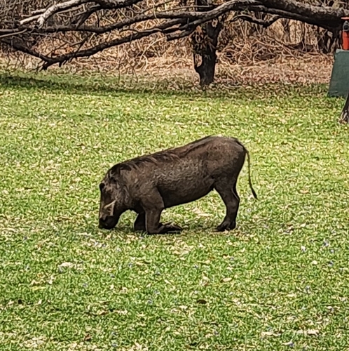 Common Warthog
