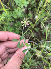 Trifolium bifidum