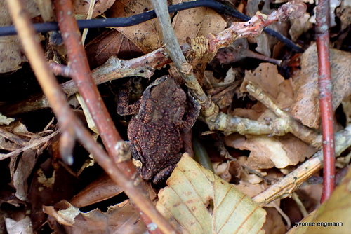 European Toad