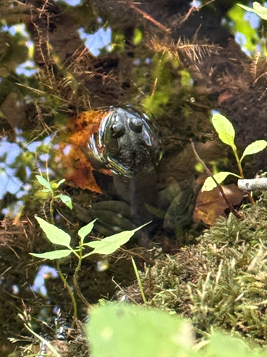 American Bullfrog