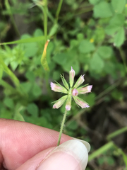 Trifolium bifidum