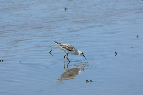Marsh Sandpiper