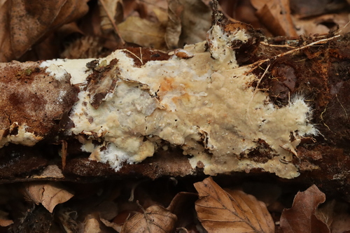 Phanerochaete velutina, 2026-09-19