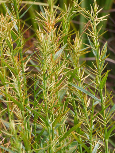 Three-way Sedge