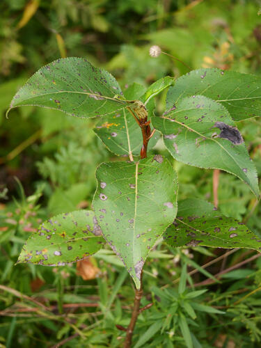 balsam poplar
