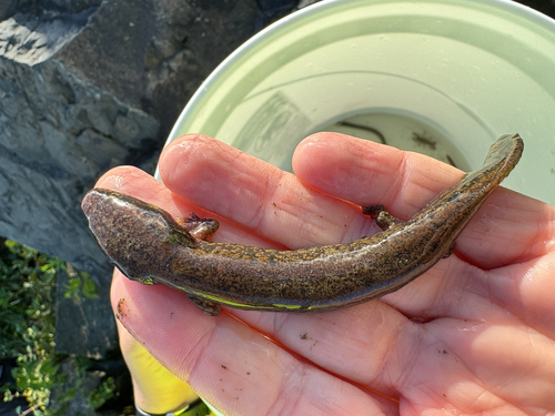 Common Mudpuppy