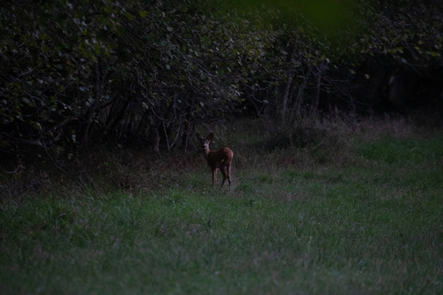 Western Roe Deer