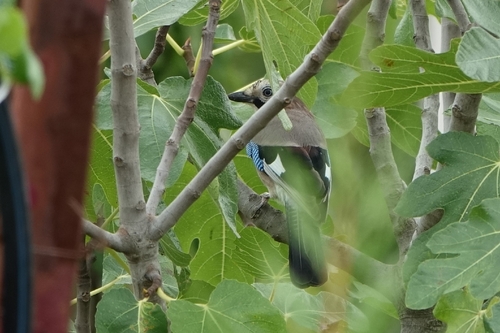Eurasian Jay