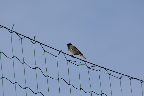Black Redstart