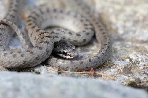 Smooth Snake