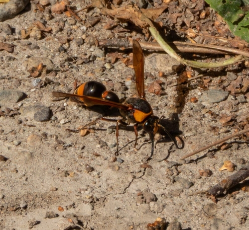 Oreumenes decoratus