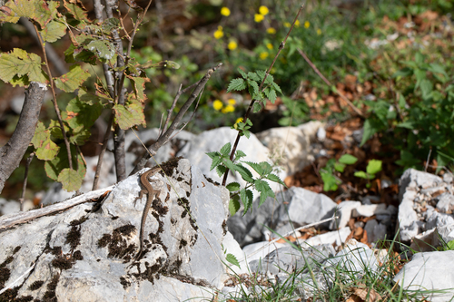 Common Wall Lizard