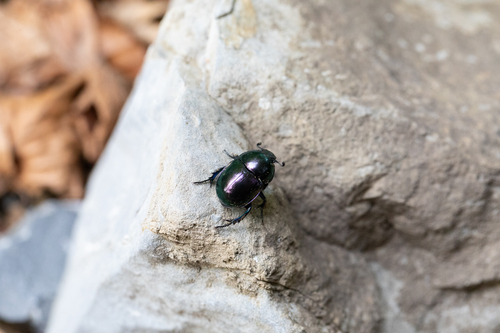 Trypocopris pyrenaeus splendens