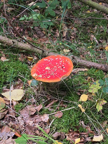 Fly Agaric