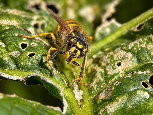 Common European Yellowjacket