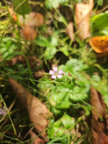 Tunicflower