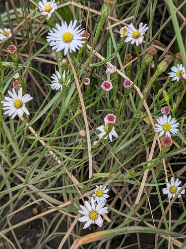 Perennial Saltmarsh Aster