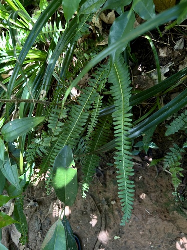 Lindsaea yaeyamensis observed 2026-09-19