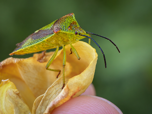 Hawthorn Shield Bug
