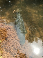 Arapaima gigas